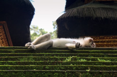 天地争霸美猴王(万众期待《天地争霸美猴王》重磅推出！)