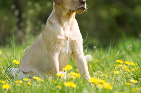 短毛小型犬(想要一个亲密的宠物伴侣？短毛小型犬是不二选择！)